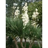 Kép 1/2 - Yucca gloriosa
