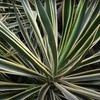 Kép 2/4 - Pálmaliliom pompás fehér tarka - Yucca gloriosa 'Variegata' 20/30cm K19cm
