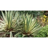 Kép 4/4 - Pálmaliliom pompás fehér tarka - Yucca gloriosa 'Variegata' 20/30cm K19cm