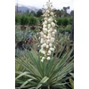 Kép 3/4 - Pálmaliliom pompás fehér tarka - Yucca gloriosa 'Variegata' 20/30cm K19cm