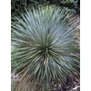 Kép 1/2 - Yucca rostrata 'Sapphire Skies'