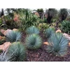 Kép 2/2 - Pálmaliliom csőrös - Yucca rostrata 'Sapphire Skies' 40/60cm K5l