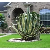 Kép 3/3 - Agávé amerikai sárga csíkos levelű - Agave americana 'Variegata' 5/10cm K10,5cm