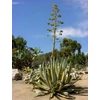 Kép 2/3 - Agávé amerikai sárga csíkos levelű - Agave americana 'Variegata' 5/10cm K10,5cm