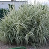 Kép 1/2 - Arundo donax 'Variegata'
