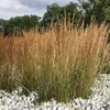 Kép 3/3 - Nádtippan - Calamagrostis acutiflora 'Karl Foerster' 60/80cm K14cm