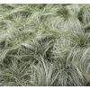 Kép 1/2 - Carex comans 'Amazon Mist'