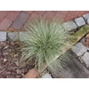 Kép 2/2 - Sás ezüstös - Carex comans 'Amazon Mist' 20/30cm K9x9cm