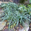 Kép 2/2 - Sás ezüstös kék - Carex laxiculmis 'Bunny Blue' 10/20cm K14cm