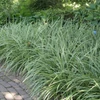 Kép 1/2 - Carex morrowii 'Ice Dance'