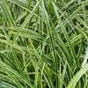 Kép 2/2 - Sás fehér csíkos - Carex morrowii 'Ice Dance' 20/30cm K14cm