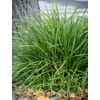 Kép 1/2 - Carex morrowii 'Irish Green'