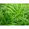 Kép 2/2 - Carex morrowii 'Irish Green' 20/30cm K14cm