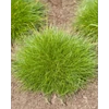 Kép 2/2 - Medve csenkesz - Festuca scoparia 10/20cm K9x9cm