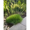 Kép 1/2 - Festuca scoparia