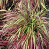 Kép 1/3 - Hakonechloa macra 'Beni Kaze'