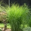 Kép 2/4 - Virágosnád kínai - Miscanthus sinensis 'Gracillimus' 50/100cm K14cm