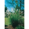 Kép 3/4 - Virágosnád kínai - Miscanthus sinensis 'Gracillimus' 50/100cm K14cm