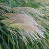Kép 4/4 - Virágosnád kínai - Miscanthus sinensis 'Gracillimus' 50/100cm K14cm