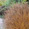 Kép 1/2 - Miscanthus sinensis 'Kleine Silberspinne'