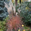Kép 1/2 - Miscanthus sinensis 'Little Miss'