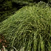 Kép 1/3 - Miscanthus sinensis 'Little Zebra'