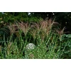 Kép 2/3 - Virágosnád kínai sárga tarka - Miscanthus sinensis 'Strictus'