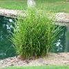 Kép 1/2 - Miscanthus sinensis 'Strictus Dwarf'