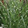 Kép 2/3 - Virágosnád kínai sárga tarka - Miscanthus sinensis 'Zebrinus' 60/80cm K3l