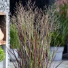 Kép 1/2 - Panicum virgatum 'Purple Breeze'