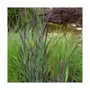 Kép 2/2 - Köles vesszős - Panicum virgatum 'Purple Breeze', 20/30 cm, bokor, K3l