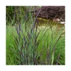 Kép 2/2 - Köles vesszős lilásbordó tarka - Panicum virgatum 'Purple Breeze' 20/30cm K3l