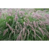 Kép 2/2 - Tollborzfű keleti rózsaszín virágú - Pennisetum orientale 'Flamingo' 20/30cm K14cm