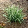 Kép 4/4 - Pántlikafű csíkos fehér tarka - Phalaris arundinacea 'Dwarf Garters' 60/80cm K14cm