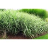 Kép 2/2 - Pántlikafű csíkos krémfehér tarka - Phalaris arundinacea 'Luteopicta' 10/20cm K9x9cm