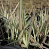 Kép 1/2 - Phalaris arundinacea 'Strawberry and Cream'