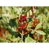 Kép 2/2 - Pisztácia porzós ELŐNEVELT - Pistacia vera 'Peters' 180/200cm K5l
