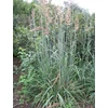 Kép 1/2 - Sorghastrum nutans 'Sioux Blue'