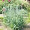 Kép 2/2 - Indiánfű kékeszöld - Sorghastrum nutans 'Sioux Blue' 20/30cm K14cm