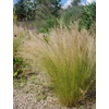 Kép 1/2 - Stipa tenuissima 'Pony Tails'