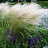 Kép 2/2 - Árvalányhaj - Stipa tenuissima 20/30cm K9x9cm