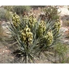 Kép 1/2 - Yucca baccata