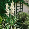 Kép 2/2 - Pálmaliliom sárga csíkos - Yucca filamentosa 'Bright Edge' 20/30cm K14cm