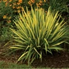 Kép 1/2 - Yucca filamentosa 'Colour Guard'