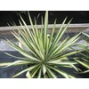 Kép 1/3 - Yucca flaccida 'Golden Sword'