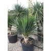 Kép 2/2 - Pálmaliliom pompás - Yucca gloriosa 40/60cm K5l
