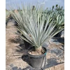 Kép 2/2 - Pálmaliliom kék - Yucca rigida 20/30cm K2l