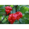 Kép 1/2 - Capsicum annuum 'Scorpio'
