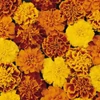 Kép 3/3 - Bársonyvirág (Büdöske) kisvirágú virág vetőmag mix - Tagetes patula 1g