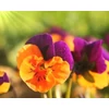 Kép 2/8 - Árvácska apróvirágú  - Viola cornuta 'Confetti' mix 10/20cm K12cm